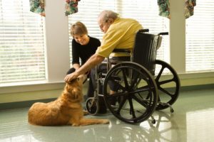ÖGV Therapiehund